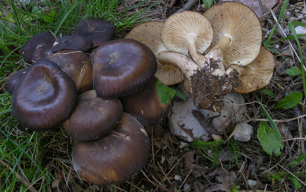 Funghi facili di ottobre(1).